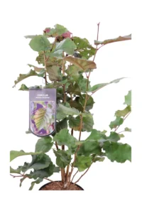 Corylus Maxima Purpurea v24 egarden.store 2 Corylus Maxima Purpurea v24 egarden.store online