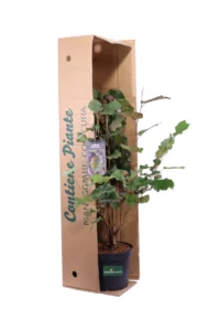 Corylus Maxima Purpurea v24 egarden.store 3 Corylus Maxima Purpurea v24 egarden.store online