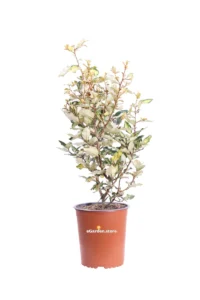 Eleagnus X Ebbingei Maryline
