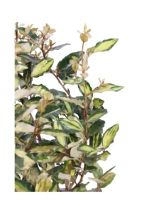 Eleagnus X Ebbingei Maryline