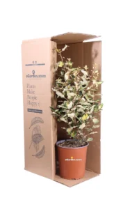Eleagnus X Ebbingei Maryline v19 egarden.store online