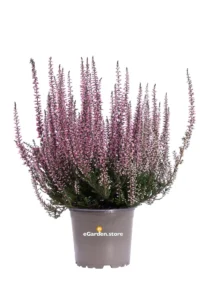 Erica - Calluna Vulgaris Rosa v12 egarden.store online