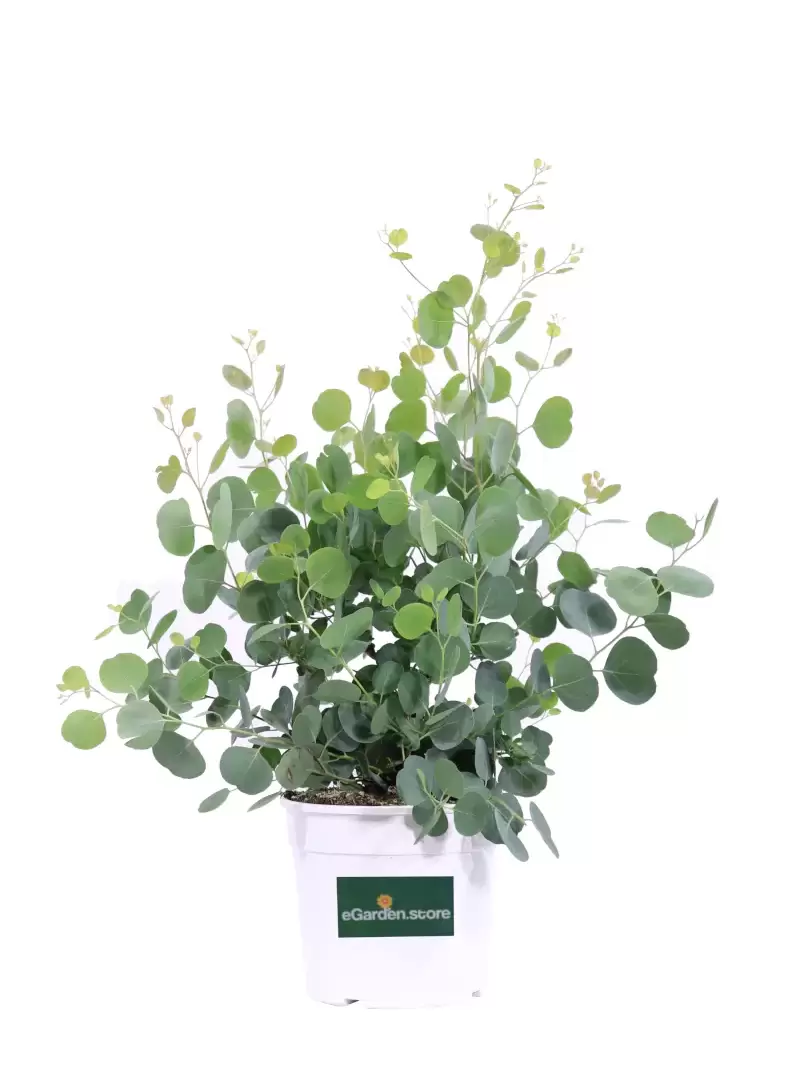 Eucalipto - Eucalyptus Populnea v17 egarden.store online