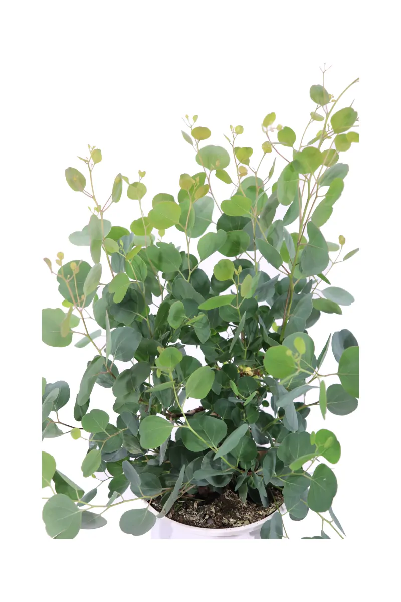 Eucalipto - Eucalyptus Populnea v17 egarden.store online