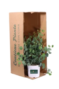 Eucalipto - Eucalyptus Populnea v17 egarden.store online