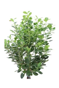 Ficus Moclame v20 egarden.store 2 Ficus Moclame v20 egarden.store online