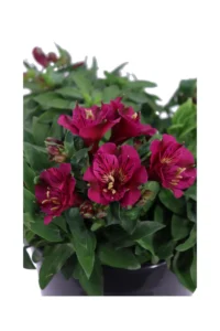 Giglio del Perù - Alstroemeria Aurantiaca Viola v20 egarden.store online