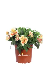 Giglio del Perù Giallo - Alstroemeria Aurantiaca v17 egarden.store online