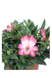 Giglio del Perù Rosa - Alstroemeria Aurantiaca v17 egarden.store online