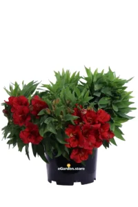 Giglio del Perù Rosso - Alstroemeria Aurantiaca v20 egarden.store online