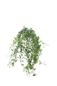 Hedera Helix Verde v16 egarden.store online