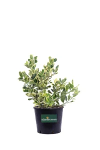 Ilex Altaclerensis Golden King v18 egarden.store online
