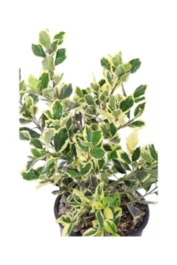 Ilex Altaclerensis Golden King v18 egarden.store online