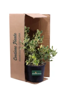 Ilex Altaclerensis Golden King v18 egarden.store online