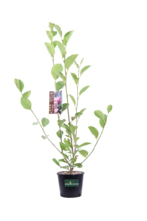 Magnolia Denudata Festirose v18 egarden.store online