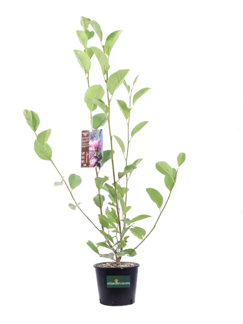 Magnolia Denudata Festirose v18 egarden.store online
