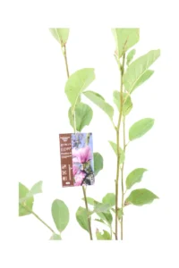 Magnolia Denudata Festirose v18 egarden.store online