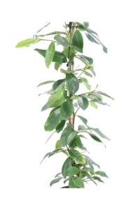 Magnolia Fairy Blush v18 egarden.store online