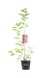 Magnolia X Genie v18 egarden.store online