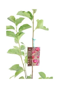 Magnolia X Genie v18 egarden.store online