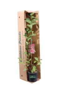 Magnolia X Genie v18 egarden.store online