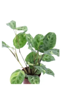 Maranta Leuconeura Fiesta v12 egarden.store online
