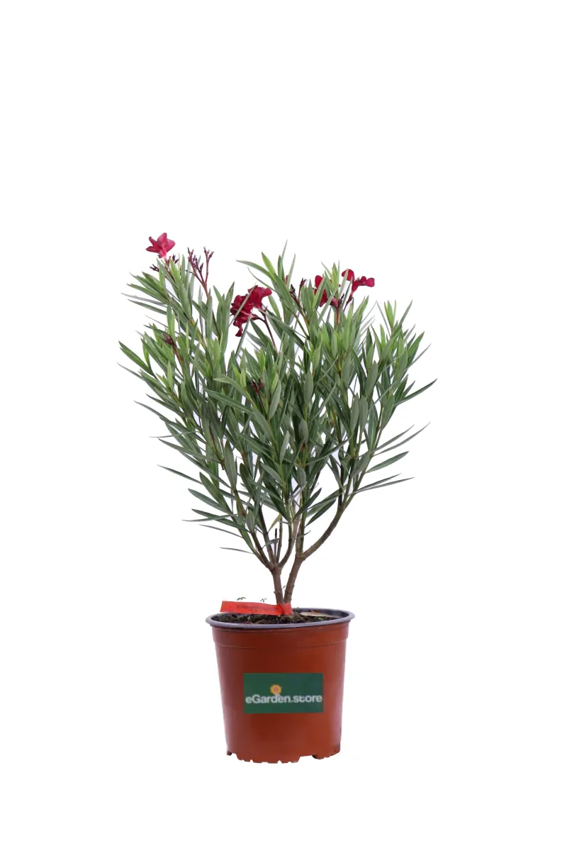 Nerium Oleander Maravenne v17 egarden.store online