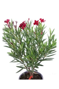 Nerium Oleander Maravenne v17 egarden.store online