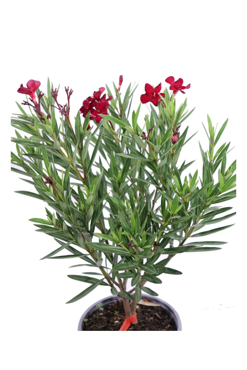 Nerium Oleander Maravenne v17 egarden.store online