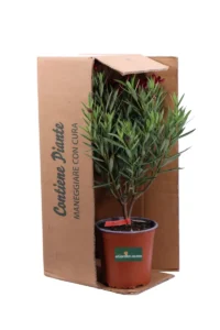 Nerium Oleander Maravenne v17 egarden.store online