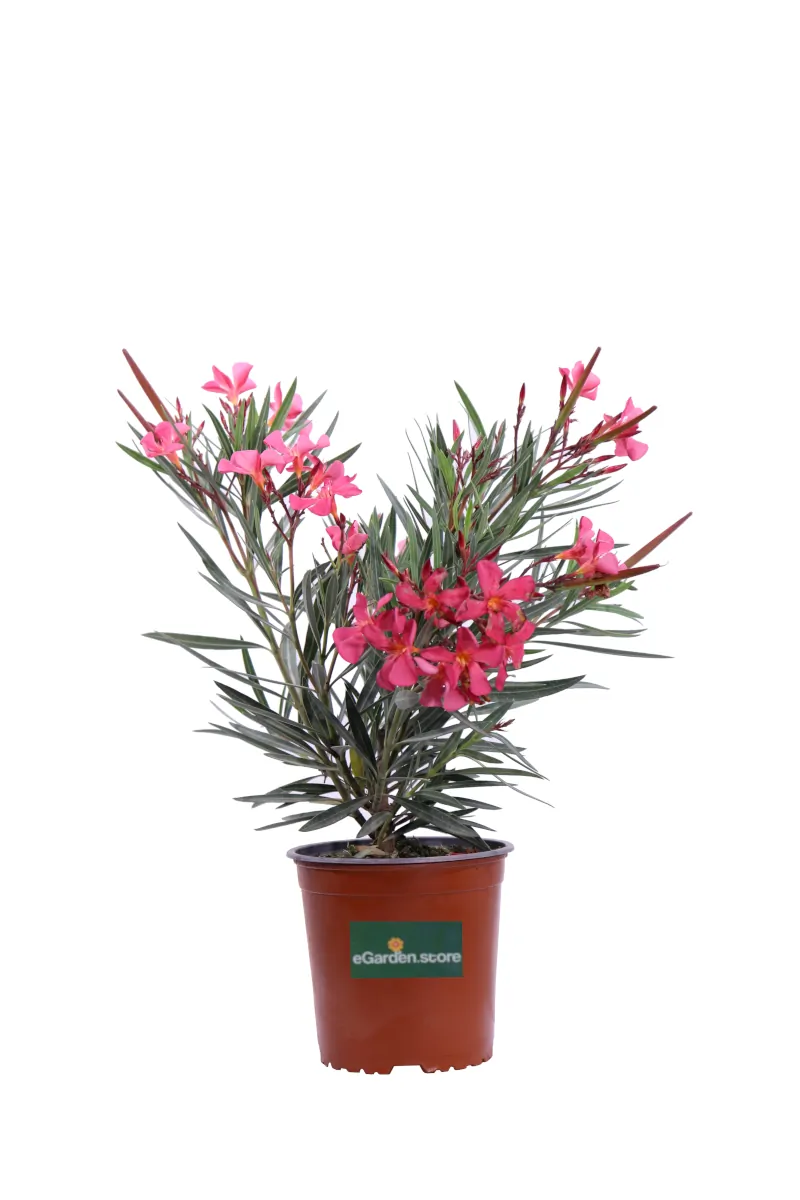 Nerium Oleander Papa Gambetta v17 egarden.store online