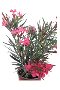 Nerium Oleander Papa Gambetta v17 egarden.store online
