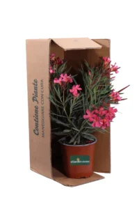Nerium Oleander Papa Gambetta v17 egarden.store online