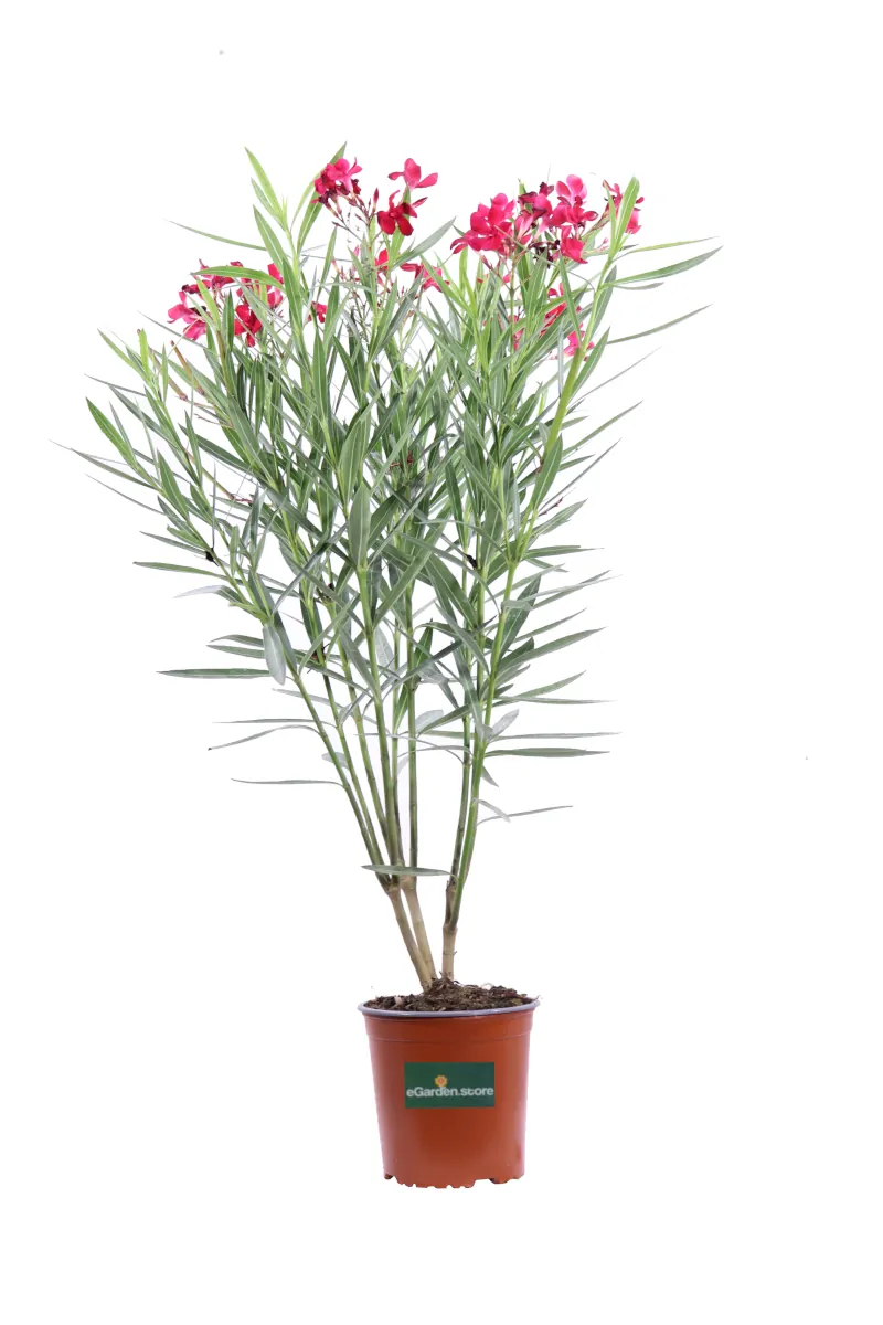 Nerium Oleander Rosso Sangue v17 egarden.store online