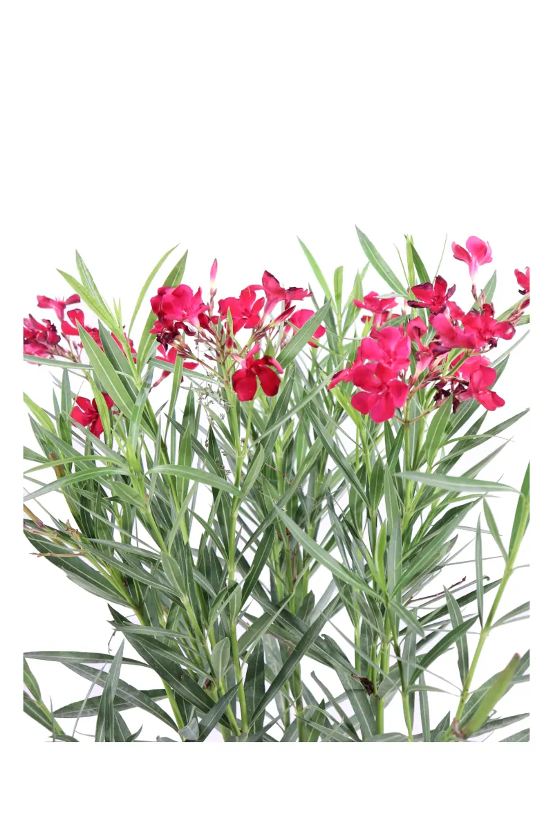 Nerium Oleander Rosso Sangue v17 egarden.store online