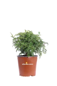 Pepe Giapponese - Zanthoxylum Beecheyanum v17 egarden.store online