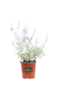 Perovskia Abrotanoides v17 egarden.store online