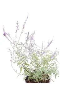 Perovskia Abrotanoides v17 egarden.store online