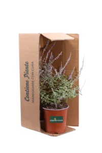 Perovskia Abrotanoides v17 egarden.store online