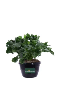 Philodendron Atom v20 egarden.store online