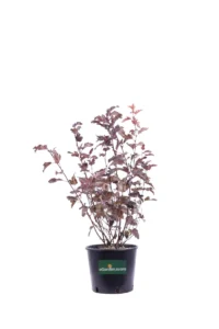 Physocarpus Opulifolius All Black v18 egarden.store online