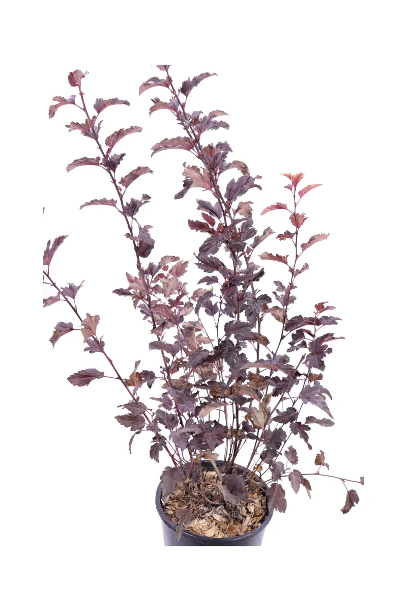 Physocarpus Opulifolius All Black v18 egarden.store online