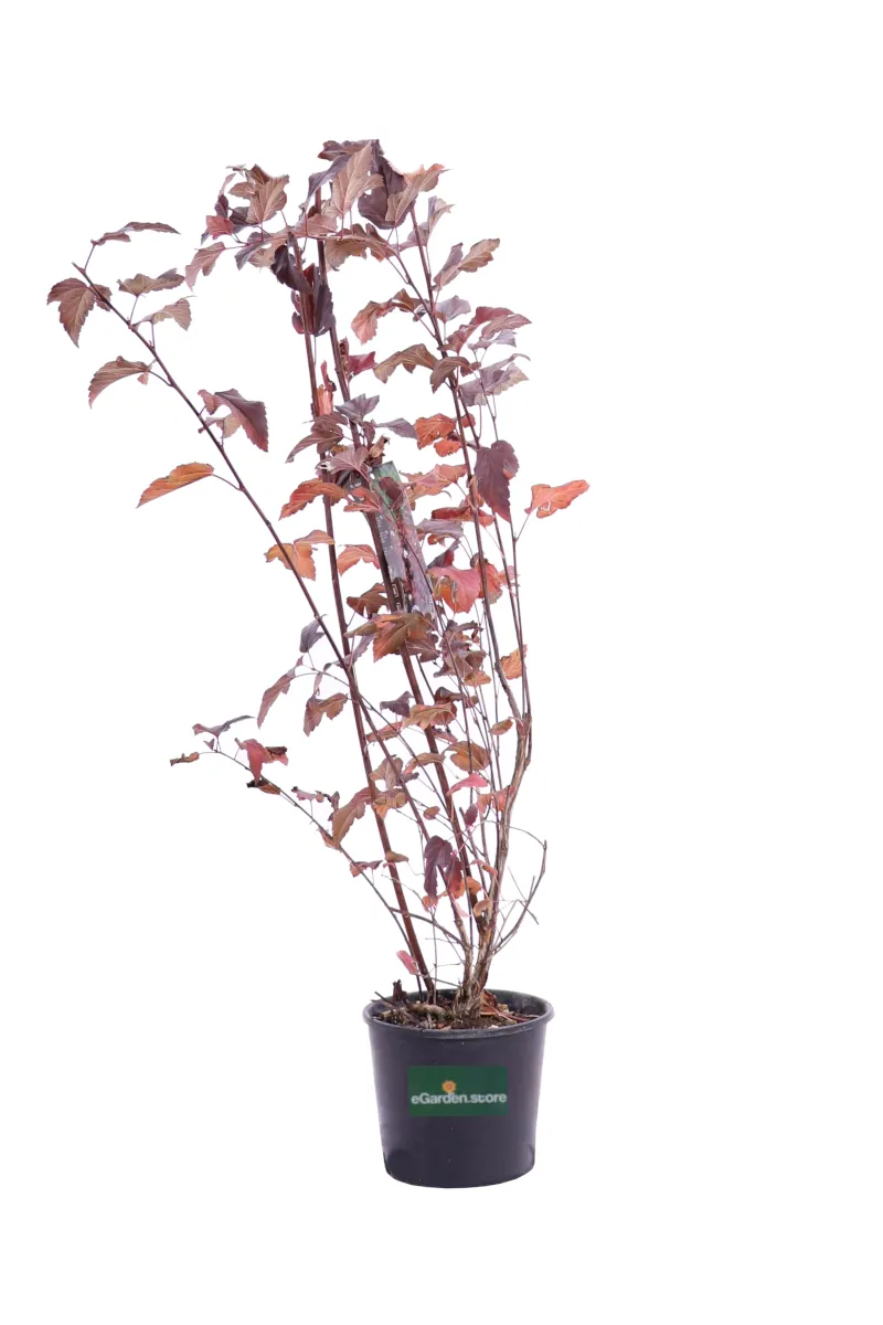 Physocarpus Opulifolius Diable D'Or v18 egarden.store online