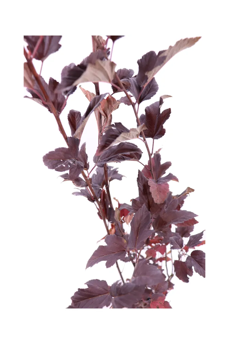Physocarpus Opulifolius Diable D'Or v18 egarden.store online