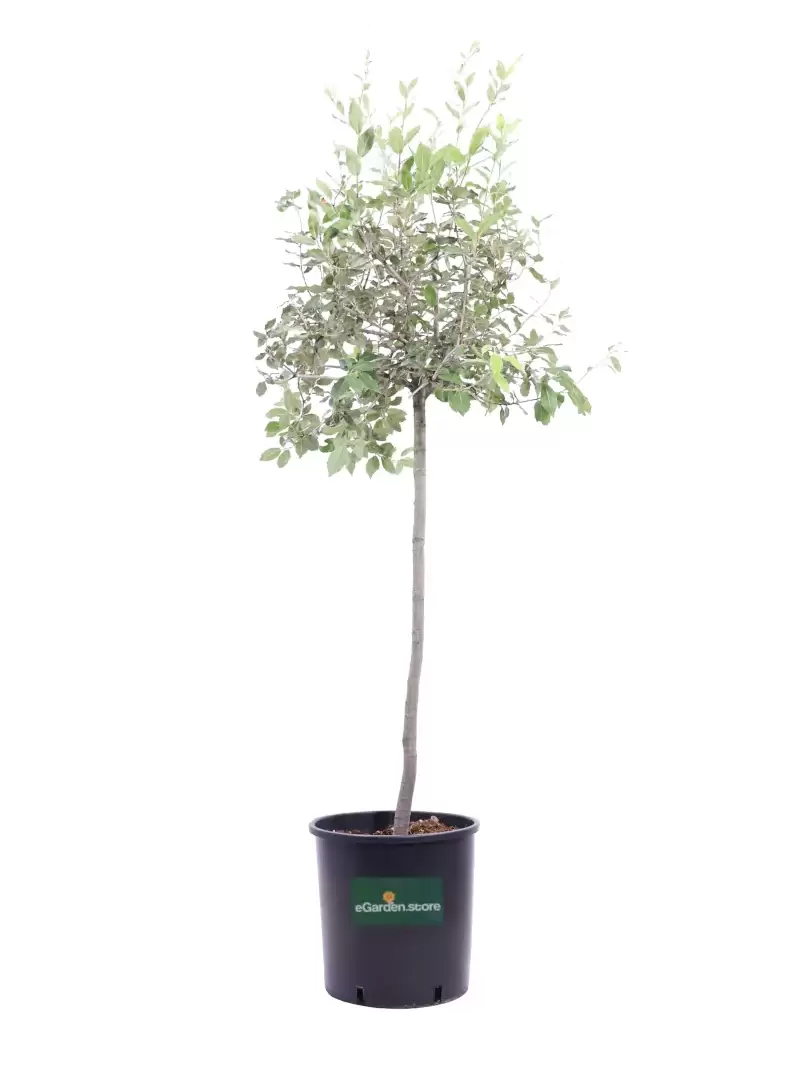 Quercus Ilex v30 egarden.store online