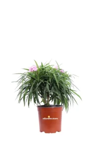 Ruellia Brittoniana Katie Pink v17 egarden.store online