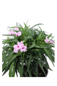 Ruellia Brittoniana Katie Pink v17 egarden.store online
