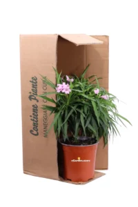 Ruellia Brittoniana Katie Pink v17 egarden.store online