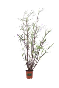 Ruellia Mexicana v17 egarden.store online