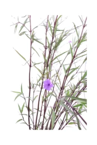 Ruellia Mexicana v17 egarden.store online